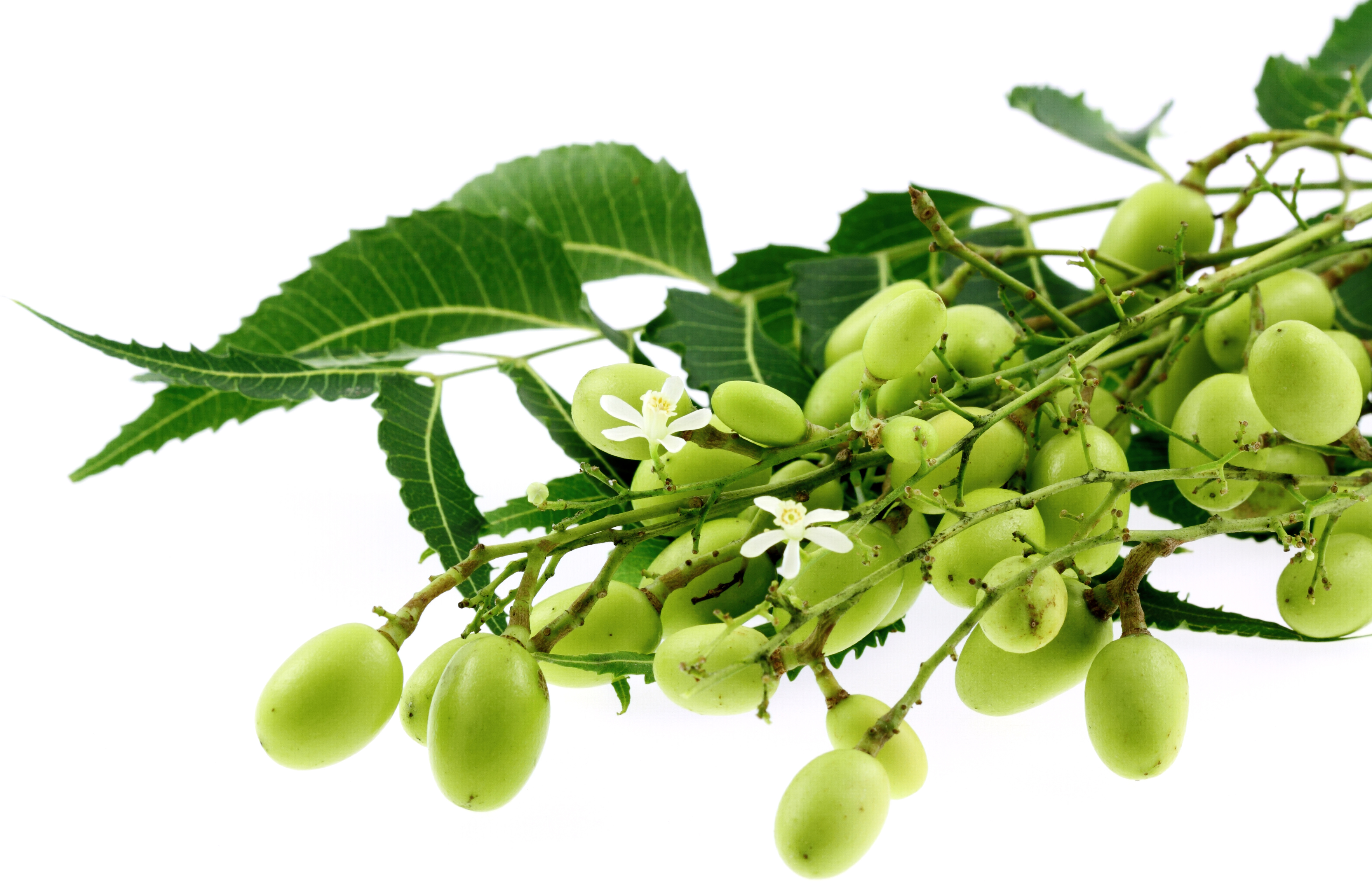 Huile de neem : ses bienfaits et ses utilisations en beauté