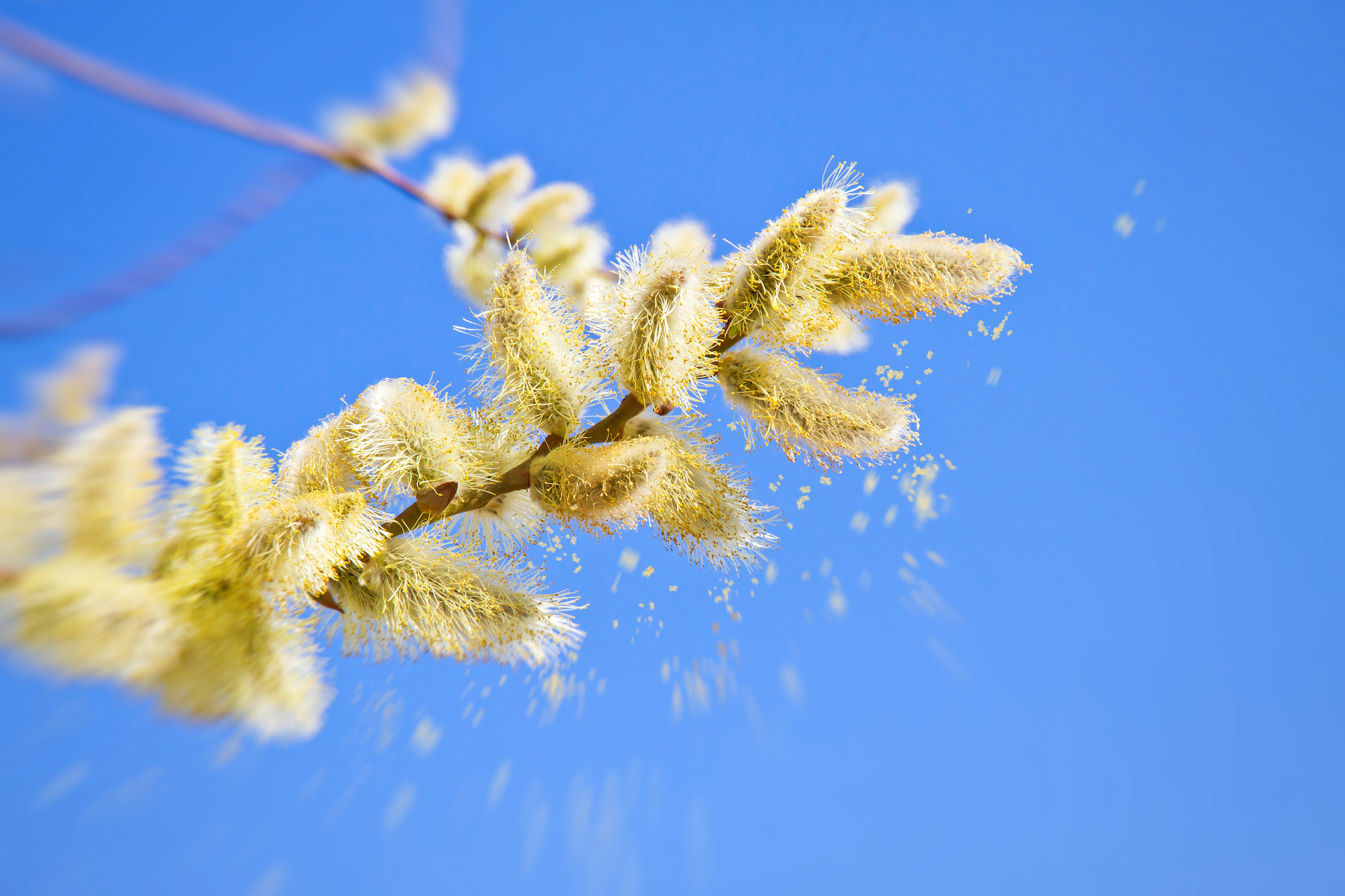 Une explosion de pollens allergisants - Réponses Bio