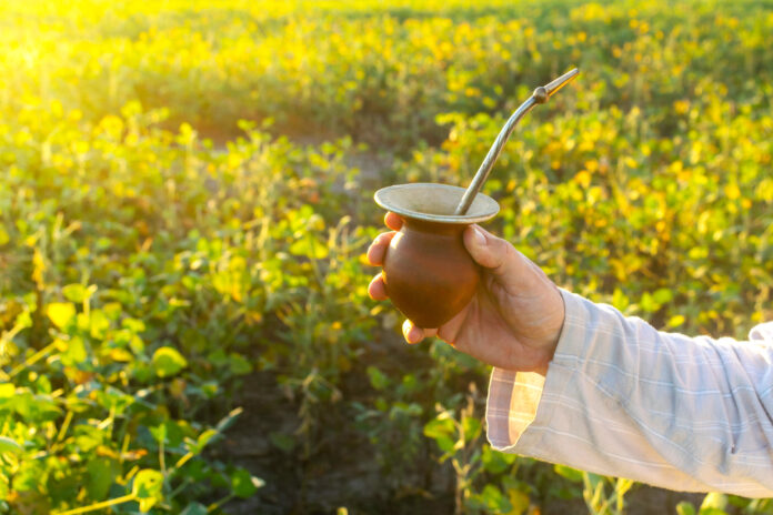 Mate-bio-vertus-sante-reponsesbio