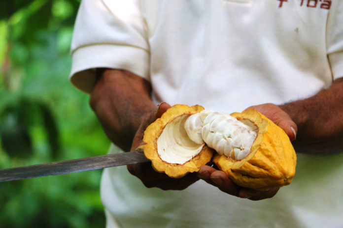 Don-Arnoldo-harvesting-Toak-Reponses-Bio