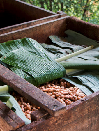 Fermentation-feves-cacao-toak-reponsesbio